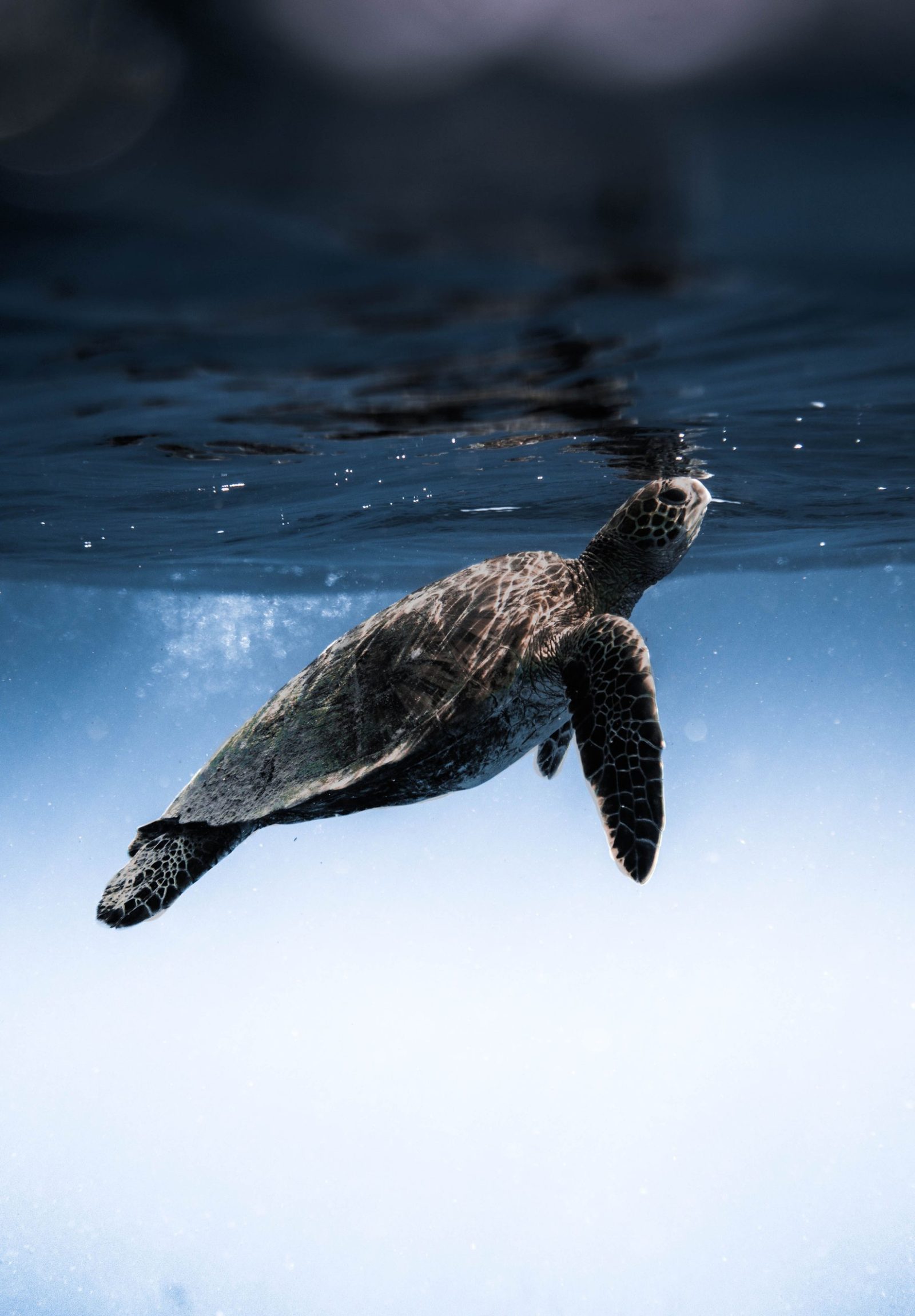 A green sea turtle surfacing for air in clear blue water